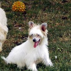 Chinese crested hårløs Clare