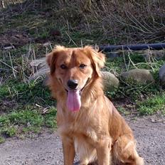 Blanding af racer Pjuske