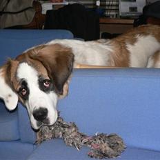 Sankt bernhardshund Fie