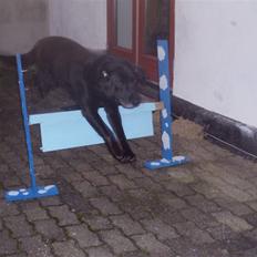 Blanding af racer trunte <3 Rest in peace!