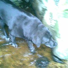 Blanding af racer trunte <3 Rest in peace!