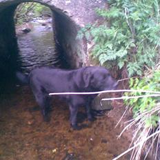 Blanding af racer trunte <3 Rest in peace!