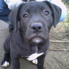 Blanding af racer Koda