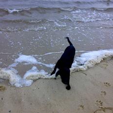 Blanding af racer Jilly