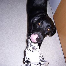 Blanding af racer Jilly