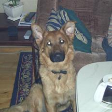 Blanding af racer Trunte