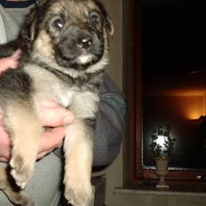 Blanding af racer Trunte