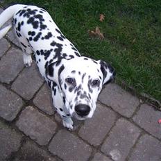 Dalmatiner Gaby
