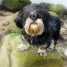Lhasa apso - kaldenavn Bimmer