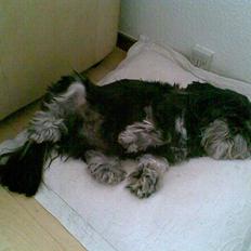 Lhasa apso - kaldenavn Bimmer