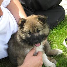 Islandsk fårehund Fála