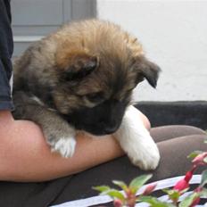 Islandsk fårehund Fála