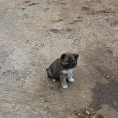 Islandsk fårehund Fála