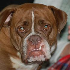 Renascence Bulldogge Brown Sugar 