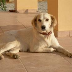 Blanding af racer Honey