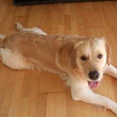 Golden retriever dino