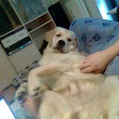 Golden retriever dino