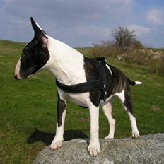 Bullterrier Karma