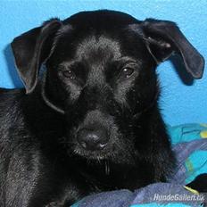 Blanding af racer Sigurd RIP