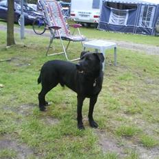 Blanding af racer Sigurd RIP