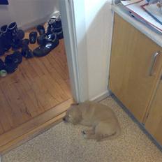 Golden retriever Balder