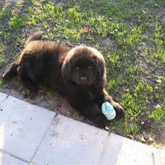 Newfoundlænder Newf Dreams Peekaboo