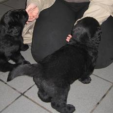 Newfoundlænder Newf Dreams Peekaboo