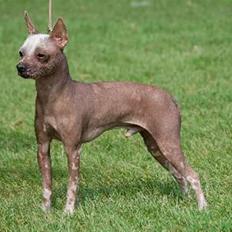 Xoloitzcuintle Coyote 