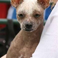 Xoloitzcuintle Coyote 