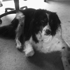 Border collie Chevy
