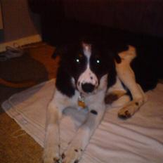 Border collie Chevy