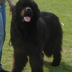 Newfoundlænder lucas