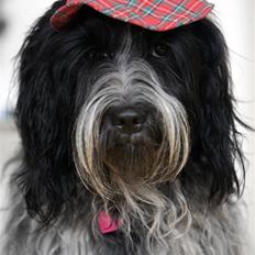 Schapendoes *Prinsesse Pepita Poptøs*