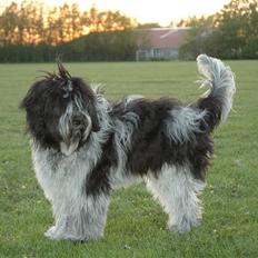 Schapendoes *Prinsesse Pepita Poptøs*