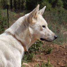 Canaanhund Kapriza