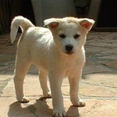 Canaanhund Kapriza