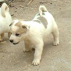 Canaanhund Kapriza