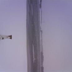 Engelsk foxhund Robin hund