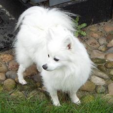 Volpino italiano Santa