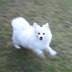 Volpino italiano Santa