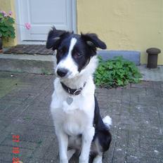 Border collie Champ