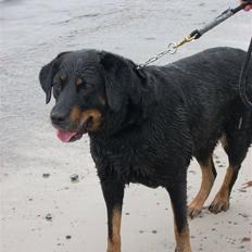 Blanding af racer Tøsen 