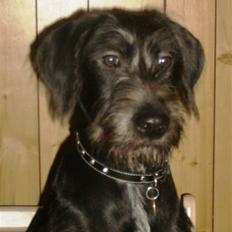 Blanding af racer Laika 18/7