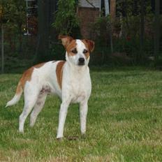 Dansk svensk gaardhund Aida