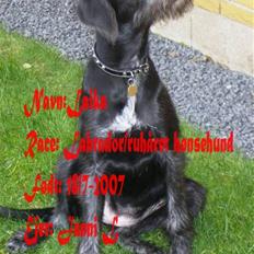 Blanding af racer Laika 18/7