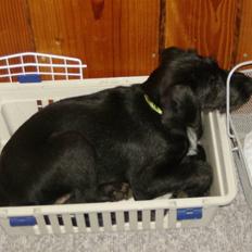 Blanding af racer Laika 18/7