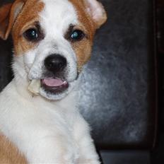 Dansk svensk gaardhund Aida