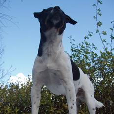 Dansk svensk gaardhund Anton 