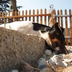 Dansk svensk gaardhund Anton 