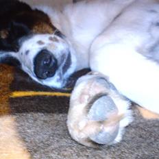 Border collie Chevy